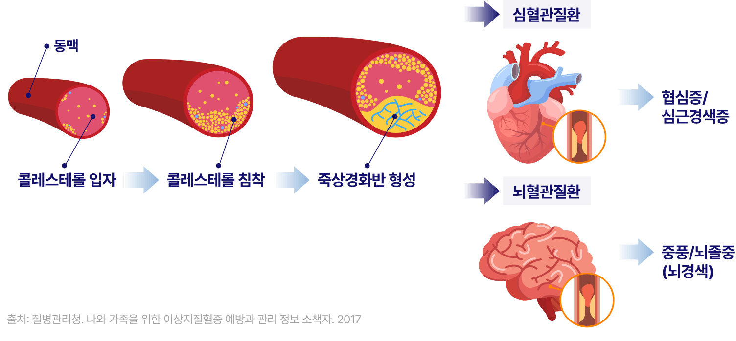 혈관 및 심장